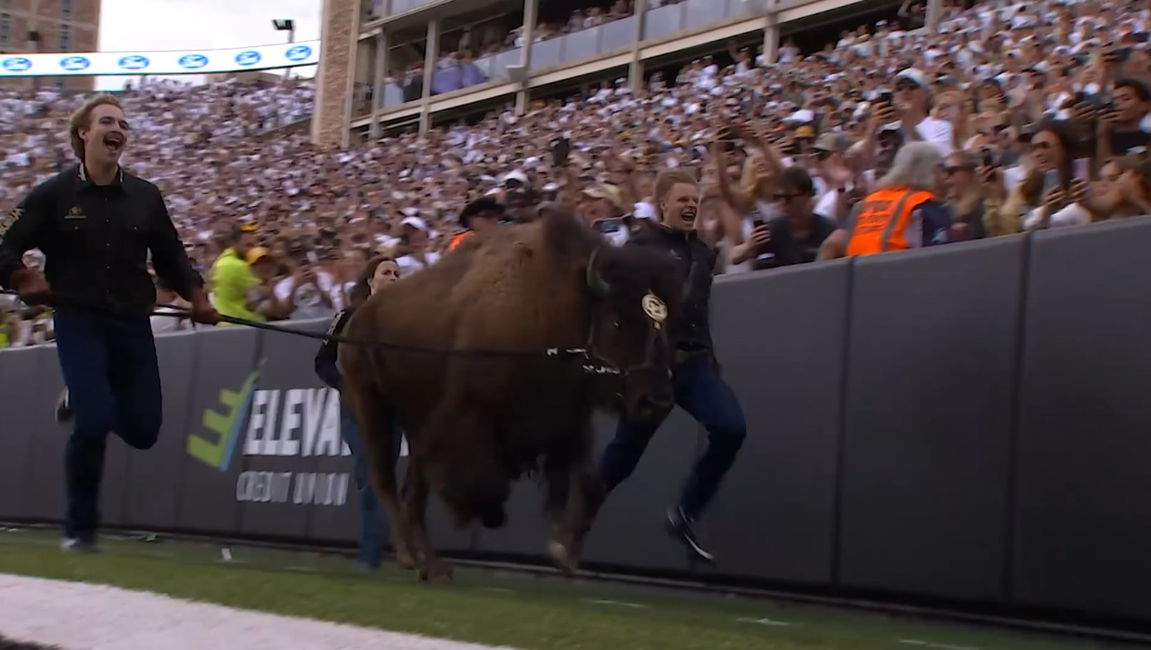 Student Runner Guides University of Colorado’s Bison Mascot at Folsom Field