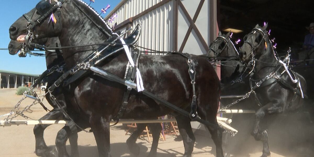 Grand Draft Western State Classic Draft Horse Show kicks off Friday in Grand Junction
