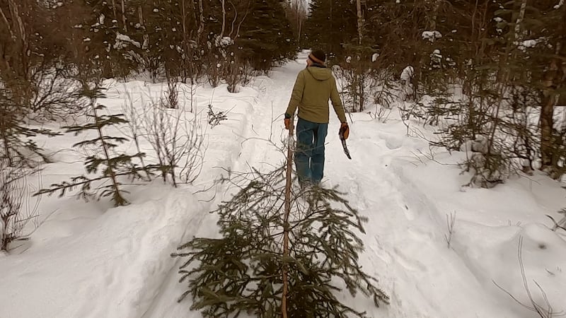 Imi Tree Christmas tree cutting begins at the White River National Forest