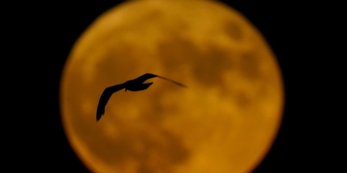 Buck Moon Color Buck Moon lights up the sky for a ‘full moon’ weekend