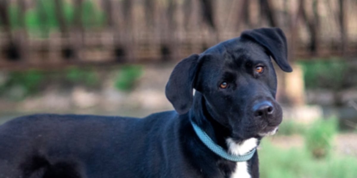 Africanis Lab Mix Missy, the black lab mix, eager and adoptable