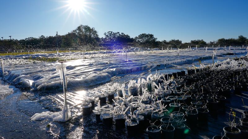 Apersores rocían agua sobre plantas sensibles a la escarcha en temperaturas bajo cero,...