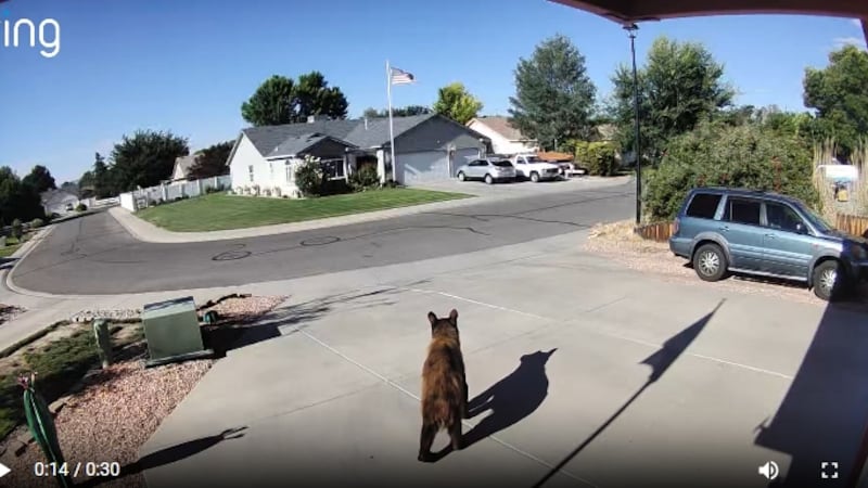 A woman captured a bear from her ring camera Saturday morning.