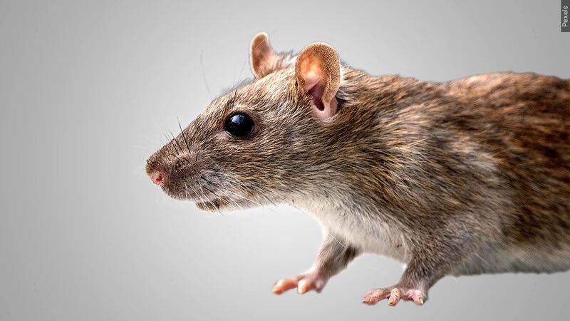 Mouse Rottent “It’s over a billion dollars in damages a year”: Protecting your ...