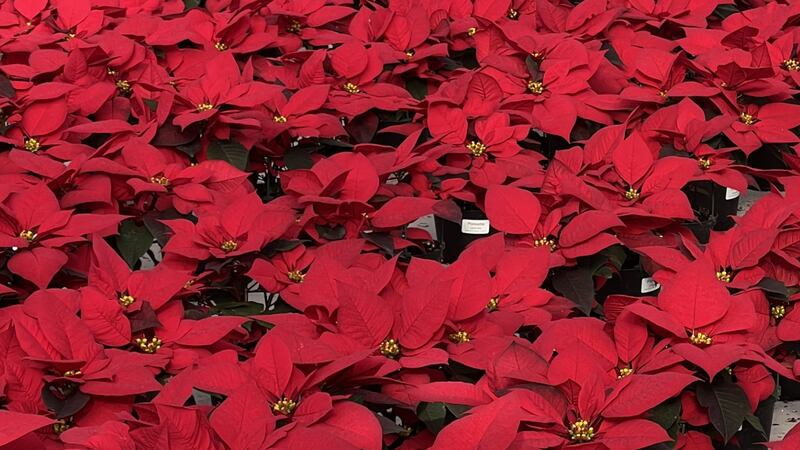 Win Gardens Greenhouse Open House poinsettia sale