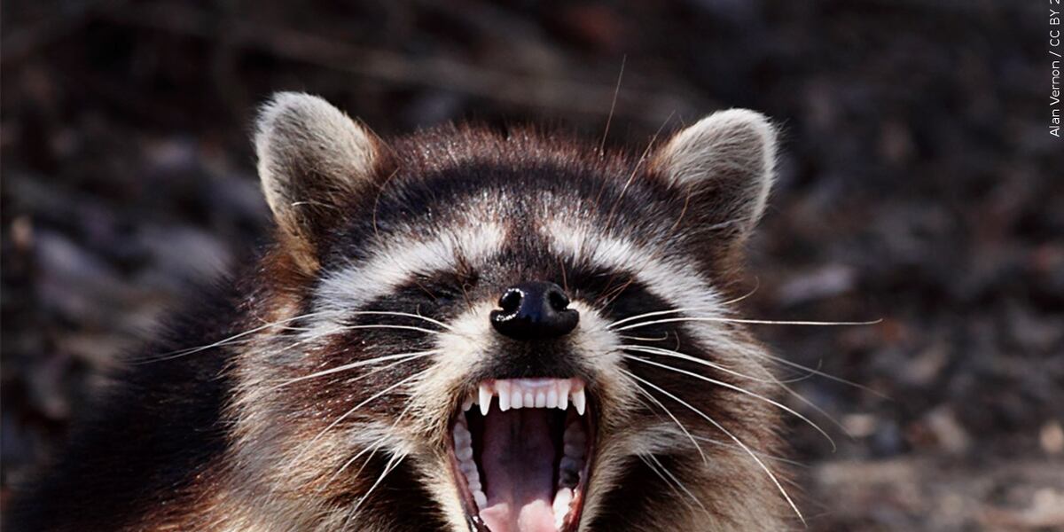 Ferocious Raccoon Aggressive raccoons target pets in Grand Junction neighborhood