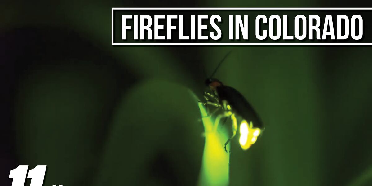 Fireflies are returning to Colorado