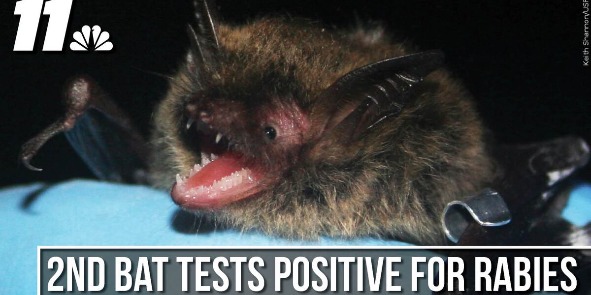 Usa Bat Rabies Colorado county sees second case of rabies in bats this year