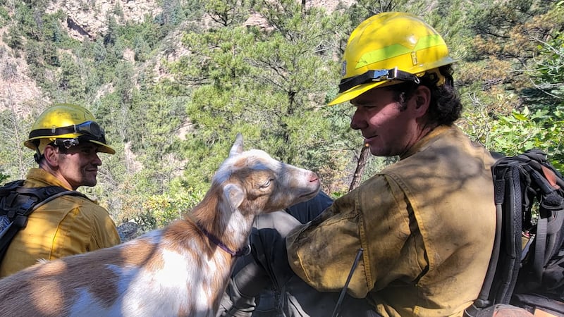 Una cabra de nombre Goldie hace compañía a bomberos que combaten el incendio Rock Creek, el...