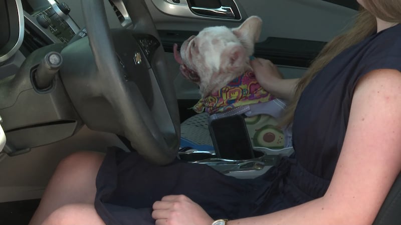 Colorado State Patrol says a loose dog or cat in the car can create serious safety hazards...
